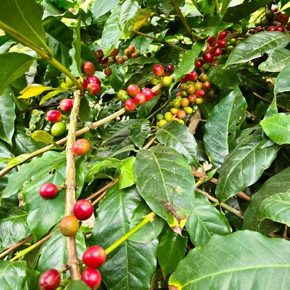 ☕️棲蘭達漾咖啡の紅寶石陸續誕生啦☕️